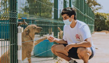 PetFamily: ingeniero UAI funda emprendimiento de entrenamiento canino online